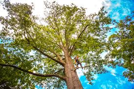 How Our Tree Care Process Works  in  Baltic, SD